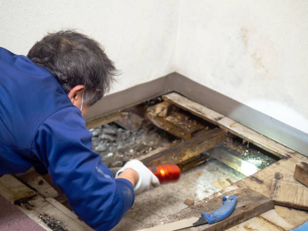 Best Mold Testing  in Drexel, OH