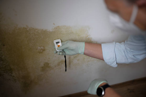 Best Mold Remediation  in Drexel, OH