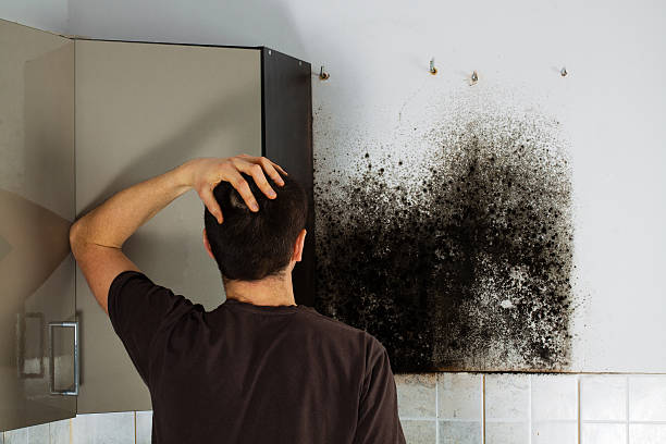 Best Professional Mold Removal  in Drexel, OH