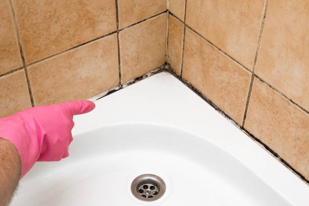 Best Attic Mold Removal  in Drexel, OH
